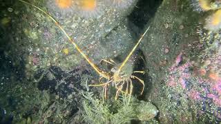 Diving Glebe Rock Scalpay Outer Hebrides [upl. by Kletter]