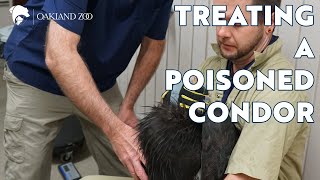 Treating a Poisoned Condor [upl. by Sell]