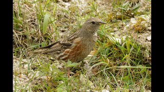 Alpine Accentor Pitstone Quarry Buckinghamshire 5524 [upl. by Norda10]