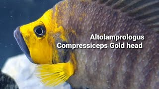 Altolamprologus Compressiceps Gold head [upl. by Kilmarx]