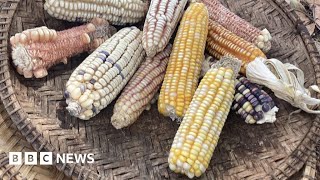 Why Kenya is turning to genetically modified crops  BBC News [upl. by Soisanahta]