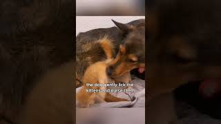 Stray dog gives birth to kittens after losing her own puppies animals love shorts [upl. by Daus]