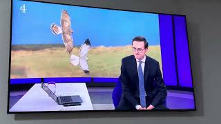 Shocking actual footage of gamekeepers plotting and killing Hen Harriers Channel 4 News 22 Oct 2024 [upl. by Wolram]