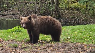 🐻🐻Bärenwald Müritz  Rundgang [upl. by Lesh]