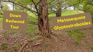 Overview of Dawn Redwoods Metasequoia glyptostroboides  Hobby Bobby [upl. by Aiotal]