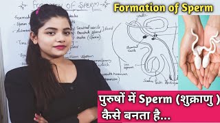 Formation Of Sperm in Male  पुरुषों मे शुक्राणु कैसे बनता है  Male Reproductive System [upl. by Sillad]