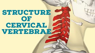 structure of cervical vertebrae [upl. by Aelyk833]