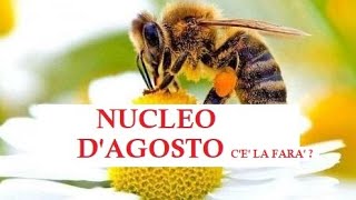 Apicoltura  Nuclei tardivi ad agosto controllo api  scorte miele e polline [upl. by Amar]