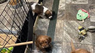 72224 Suzy’s pups Evening playtime Clyde is still looking for a home [upl. by Enelegna]