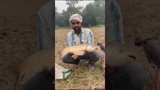 Big catch by single hook with lucana fishing rod।।yamuna river।।shorts [upl. by Eevets633]