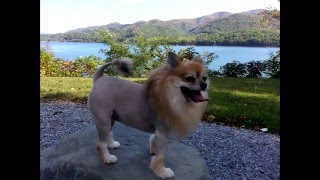 How to Pomeranian Lion Cut [upl. by Anival]