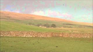 Spring Lapwings acrobatic flying [upl. by Lauryn475]