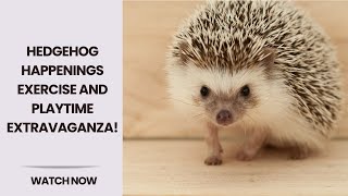 Exercise and Playtime Ideas Galore  Exciting Hedgehog Exercise and Playtime Adventures [upl. by Fiel]