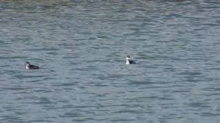 Blacknecked Grebe Svasso piccolo Podiceps nigricollis [upl. by Hervey]