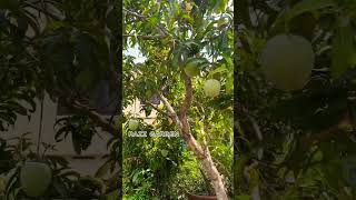 BEAUTIFUL R2E2 MANGO PLANT [upl. by Fakieh68]