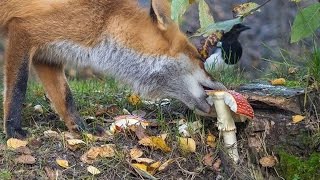 Mushroom Tripping Coyotes Attacking Cars [upl. by Audrye483]