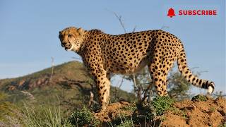 Acinonyx jubatus Cheetah african wildlife animal [upl. by Ahsenal]