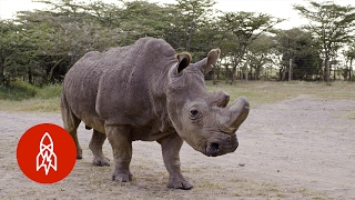 Guarding the Last Three Northern White Rhinos [upl. by Ilegna]