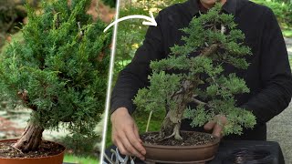 Design a Juniper Bonsai [upl. by Clarise]