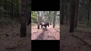 Horse Farts ON Dogs and Runs Away shorts dog [upl. by Bud]