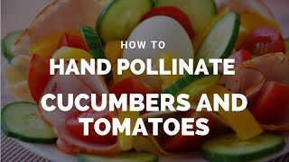 How To Hand Pollinate Cucumbers and Tomatoes View in HD [upl. by Ailliw]