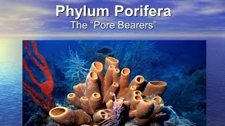 Phylum  porifera 3D animated videotrending bestforneet best for neet [upl. by Eph]