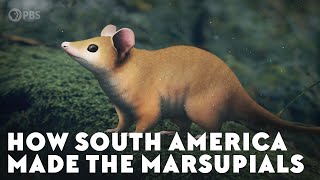 How South America Made the Marsupials [upl. by Brock]