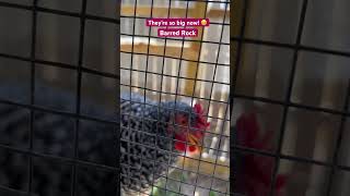 My Barred Rock Chickens are big now 🐓 barredrock [upl. by Eirene]