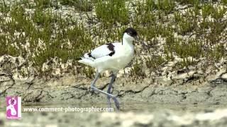 Comment Photographier  Comment faire des photos doiseaux et de nature  cours photo gratuit [upl. by Lalise]