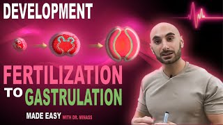 Introduction to Embryology  Fertilisation to Gastrulation Easy to Understand [upl. by Irtimid]