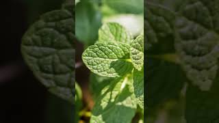 Best Smokable Plants amp They are Not Weed or Tobacco plants shorts youtubeshorts [upl. by Ailehs863]