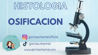 Histología para Medicina Osificación endocondral [upl. by Lauralee]