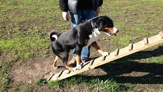 Appenzeller Sennenhund  Mars 2 years [upl. by Vary]