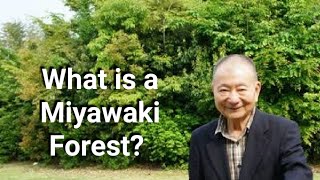 Miyawaki Method of Plantation I Afforestation I Akira Miyawaki I Man Made Forest I urban forest [upl. by Julina]