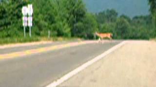 Deer crossing at sign [upl. by Kalvin]