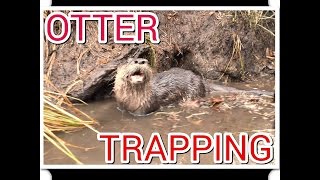 Otter Trapping 2014 in Minnesota [upl. by Thorley]