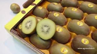 Macfrut 2016  Dorì the golden kiwi [upl. by Derman]