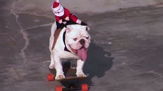 Otto The Skateboarding Dog  Pets Factor [upl. by Lil808]