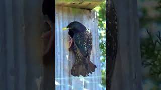 Busy European Starling Parents Feeding Their Crazy Chicks 🐣 [upl. by Eddy]