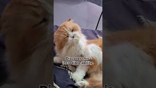 Cats can have seizures zoeymeow catopedia [upl. by Torie]