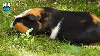 Gorgeous Hybrid Warty Pig [upl. by Yrro325]