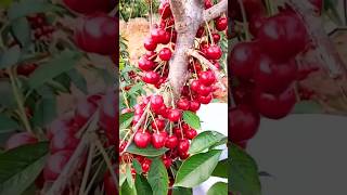 New technique for growing cherry tree cherry cherrygrafting farming viral shorts [upl. by Eillod]