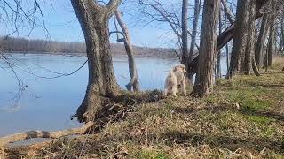 Potomac River Algonkian park and Poodle Miniature [upl. by Augie758]