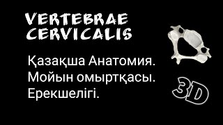 Мойын Омыртқасы Ерекшелігі VERTEBRAE CERVICALIS Анатомия Қазақша [upl. by Ingamar]