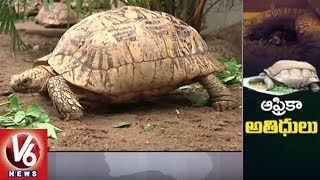 Hyderabad Nehru Zoological Park Gets Pair Of Giant Tortoises From Seychelles  V6 News [upl. by Ahsiemat]