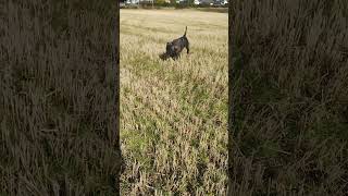 Presa Canario in the stubble field [upl. by Akili67]