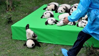 AWW SO CUTE BABY PANDAS Playing With Zookeeper  Funny baby pandas  Baby panda falling [upl. by Nylodam]