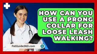 How Can You Use a Prong Collar for Loose Leash Walking  PetGuide360com [upl. by Larimor]