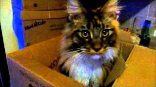 Weird noises my Maine Coon cats make part one  Quinn [upl. by Haelhsa953]