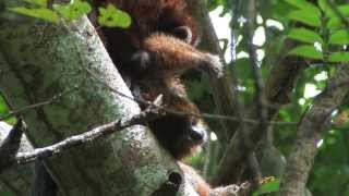 Callicebus modestus  An intimate portrait of an endemic Bolivian primate [upl. by Etnovahs]